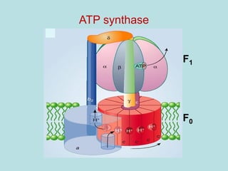 ATP synthase
F0
F1
 