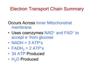 Electron Transport Chain Summary
Occurs Across Inner Mitochondrial
membrane
• Uses coenzymes NAD+ and FAD+ to
accept e- from glucose
• NADH = 3 ATP’s
• FADH2 = 2 ATP’s
• 34 ATP Produced
• H2O Produced
 