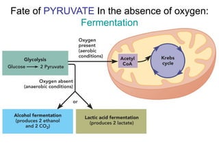 Fate of PYRUVATE In the absence of oxygen:
Fermentation
 