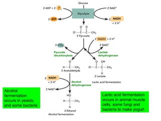 Alcohol
fermentation
occurs in yeasts,
and some bacteria
Lactic acid fermentation
occurs in animal muscle
cells, some fungi and
bacteria to make yogurt
Lactate
dehydrogenase
Pyruvate
decarboxylase
Alcohol
dehydrogenase
NADH
NADH
 