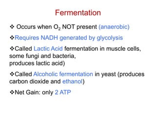 Fermentation
 Occurs when O2 NOT present (anaerobic)
Requires NADH generated by glycolysis
Called Lactic Acid fermentation in muscle cells,
some fungi and bacteria,
produces lactic acid)
Called Alcoholic fermentation in yeast (produces
carbon dioxide and ethanol)
Net Gain: only 2 ATP
 