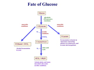 Fate of Glucose
glycolysis
(10 successive
reactions)
anaerobic anaerobic
conditions conditions
O2 aerobic
conditions
2CO2
Alcohol fermentation O2
in yeast
Fermentation to lactate in
vigorously contracting
muscle, in erythrocytes, and
in some microorganisms
citric acid
cycle
Animal, plant, and many
microbial cells under
aerobic conditions
Animal, plant, and many
microbial cells under
aerobic conditions
Glucose
2 Pyruvate
2 Acetyl-CoA
2 Lactate
4CO2 + 4H2O
2 Ethanol + 2CO2
 