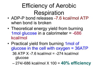 Efficiency of Aerobic
Respiration
• ADP-P bond releases -7.6 kcal/mol ATP
when bond is broken
• Theoretical energy yield from burning
1mol glucose in a calorimeter = -686
kcal/mol
• Practical yield from burning 1mol of
glucose in the cell with oxygen = 36ATP
36 ATP X -7.6 kcal/mol = -274 kcal/mol
glucose
– 274/-686 kcal/mol X 100 = 40% efficiency
 