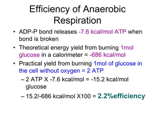 Efficiency of Anaerobic
Respiration
• ADP-P bond releases -7.6 kcal/mol ATP when
bond is broken
• Theoretical energy yield from burning 1mol
glucose in a calorimeter = -686 kcal/mol
• Practical yield from burning 1mol of glucose in
the cell without oxygen = 2 ATP
– 2 ATP X -7.6 kcal/mol = -15.2 kcal/mol
glucose
– 15.2/-686 kcal/mol X100 = 2.2%efficiency
 
