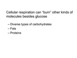 Cellular respiration can “burn” other kinds of
molecules besides glucose
– Diverse types of carbohydrates
– Fats
– Proteins
 