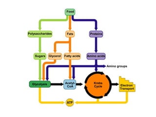 Food
Polysaccharides Fats Proteins
Sugars Glycerol Fatty acids Amino acids
Amino groups
Glycolysis Acetyl-
CoA
Krebs
Cycle Electron
Transport
 