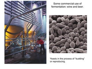 Some commercial use of
fermentation: wine and beer.
Yeasts in the process of “budding”
or reproducing.
 