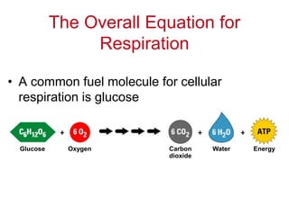 • A common fuel molecule for cellular
respiration is glucose
The Overall Equation for
Respiration
Glucose Oxygen Carbon
dioxide
Water Energy
 
