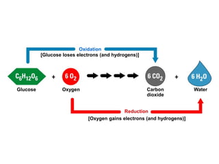 [Oxygen gains electrons (and hydrogens)]
Oxidation
[Glucose loses electrons (and hydrogens)]
Glucose Oxygen Carbon
dioxide
Water
Reduction
 