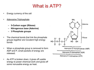What is ATP?
• Energy currency of the cell
• Adenosine Triphosphate
– 5-Carbon sugar (Ribose)
– Nitrogenous base (Adenine)
– 3 Phosphate groups
• The chemical bonds that link the phosphate
groups together are Covalent high energy
bonds
• When a phosphate group is removed to form
ADP and P, small packets of energy are
released.
• As ATP is broken down, it gives off usable
energy to power chemical work and gives off
some nonusable energy as heat.
 