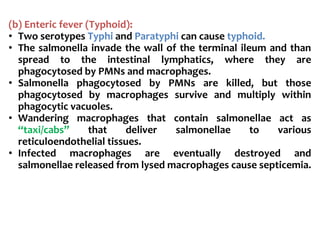 (b) Enteric fever (Typhoid):
• Two serotypes Typhi and Paratyphi can cause typhoid.
• The salmonella invade the wall of the terminal ileum and than
spread to the intestinal lymphatics, where they are
phagocytosed by PMNs and macrophages.
• Salmonella phagocytosed by PMNs are killed, but those
phagocytosed by macrophages survive and multiply within
phagocytic vacuoles.
• Wandering macrophages that contain salmonellae act as
“taxi/cabs” that deliver salmonellae to various
reticuloendothelial tissues.
• Infected macrophages are eventually destroyed and
salmonellae released from lysed macrophages cause septicemia.
 