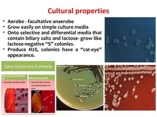 Cultural properties
• Aerobe - facultative anaerobe
• Grow easily on simple culture media
• Onto selective and differential media that
contain biliary salts and lactose- grow like
lactose-negative “S” colonies.
• Produce H2S, colonies have a “cat-eye”
appearance.
 