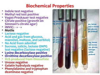 Biochemical Properties
• Indole test negative
• Methyl red test positive
• Voges-Proskauer test negative
• Citrate positive (growth on
Simmon's citrate agar)
• IMViC: - + - +
• Motile
• Lactose negative
• Acid and gas from glucose,
mannitol, maltose, and sorbitol;
• No Acid from adonitol
• Sucrose, salicin, lactose ONPG
test negative (lactose negative)
• Lysine decarboxylase positive
• Ornithine decarboxylase positive
• H2S produced from thiosulfate
• Urease negative
• Gelatin hydrolysis negative
• Phenylalanine and tryptophan
deaminase negative
 