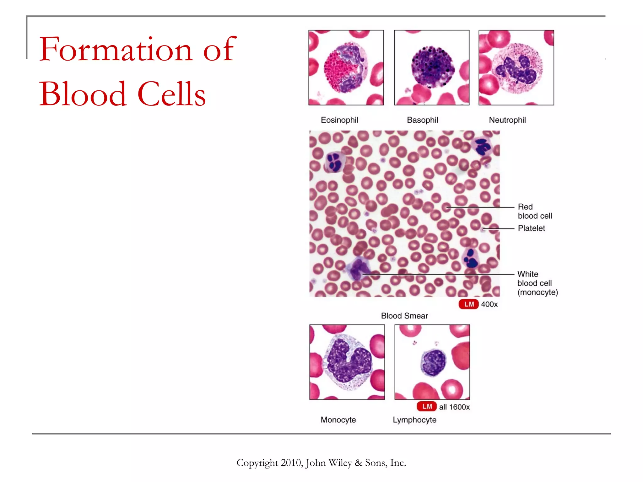 Formation of
Blood Cells

Copyright 2010, John Wiley & Sons, Inc.

 