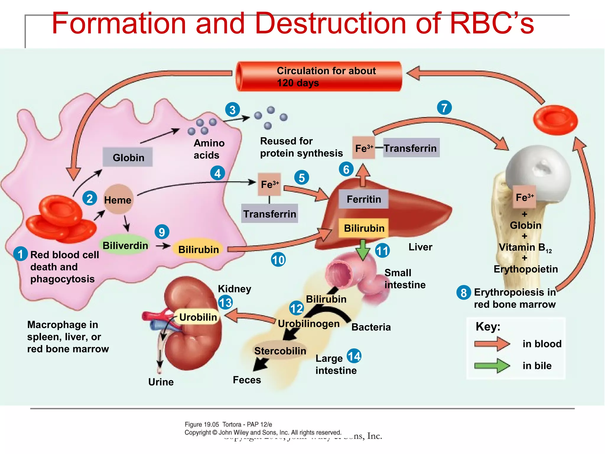 Formation and Destruction of RBC’s
Circulation for about
120 days

7

3
Reused for
protein synthesis

Amino
acids

Globin

4

6

5

Fe3+

Fe3+ Transferrin

2 Heme

Fe3+

Ferritin
Transferrin
Bilirubin

9
1 Red blood cell

Biliverdin

Bilirubin

death and
phagocytosis

11

10

Small
intestine

Kidney

13

12

Urobilin

Macrophage in
spleen, liver, or
red bone marrow

Bilirubin

Urobilinogen
Stercobilin

Urine

Liver

Feces

+
Globin
+
Vitamin B12
+
Erythopoietin

8 Erythropoiesis in
red bone marrow

Bacteria

Key:
in blood

Large 14
intestine

Copyright 2010, John Wiley & Sons, Inc.

in bile

 