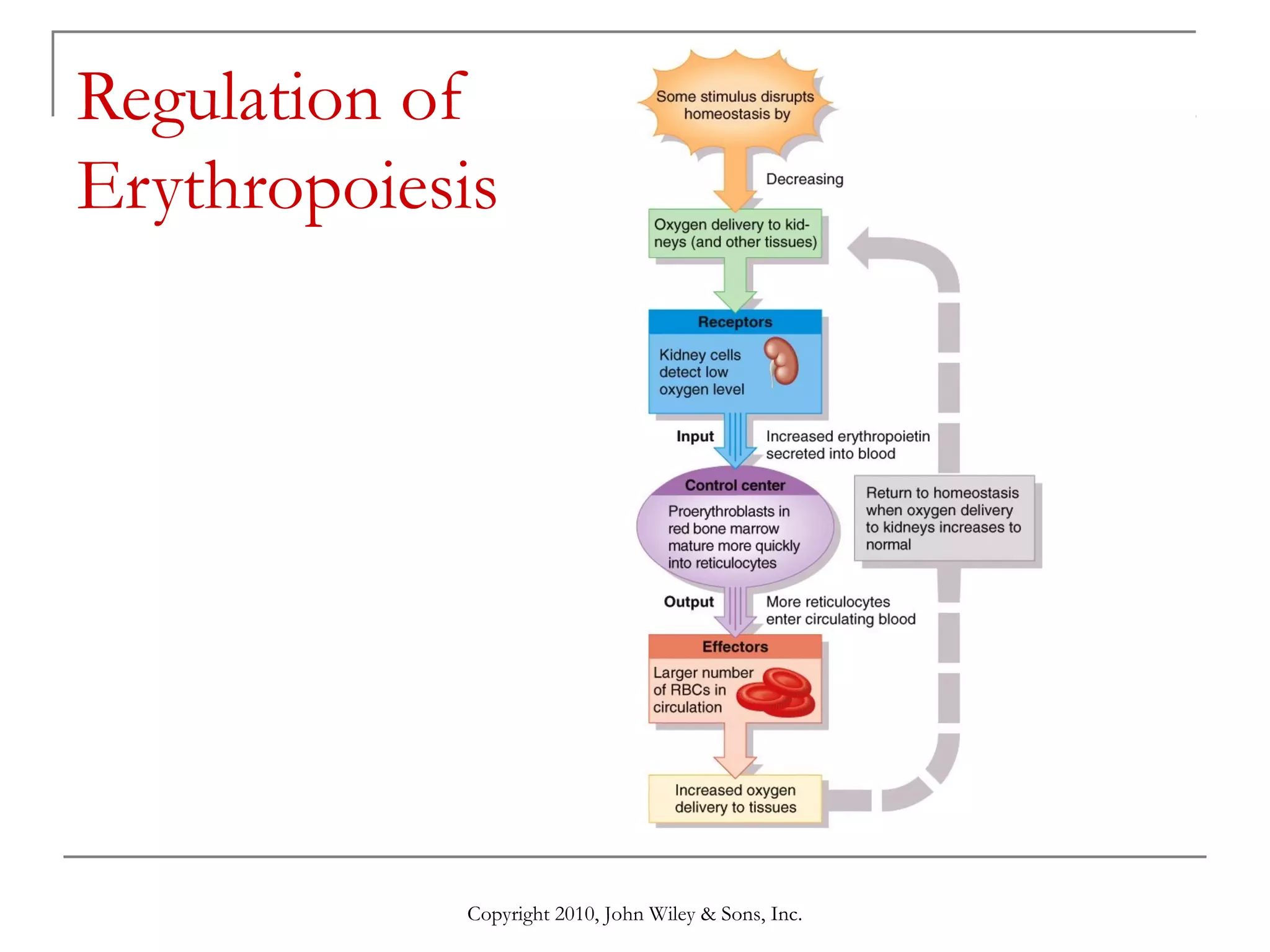 Regulation of
Erythropoiesis

Copyright 2010, John Wiley & Sons, Inc.

 