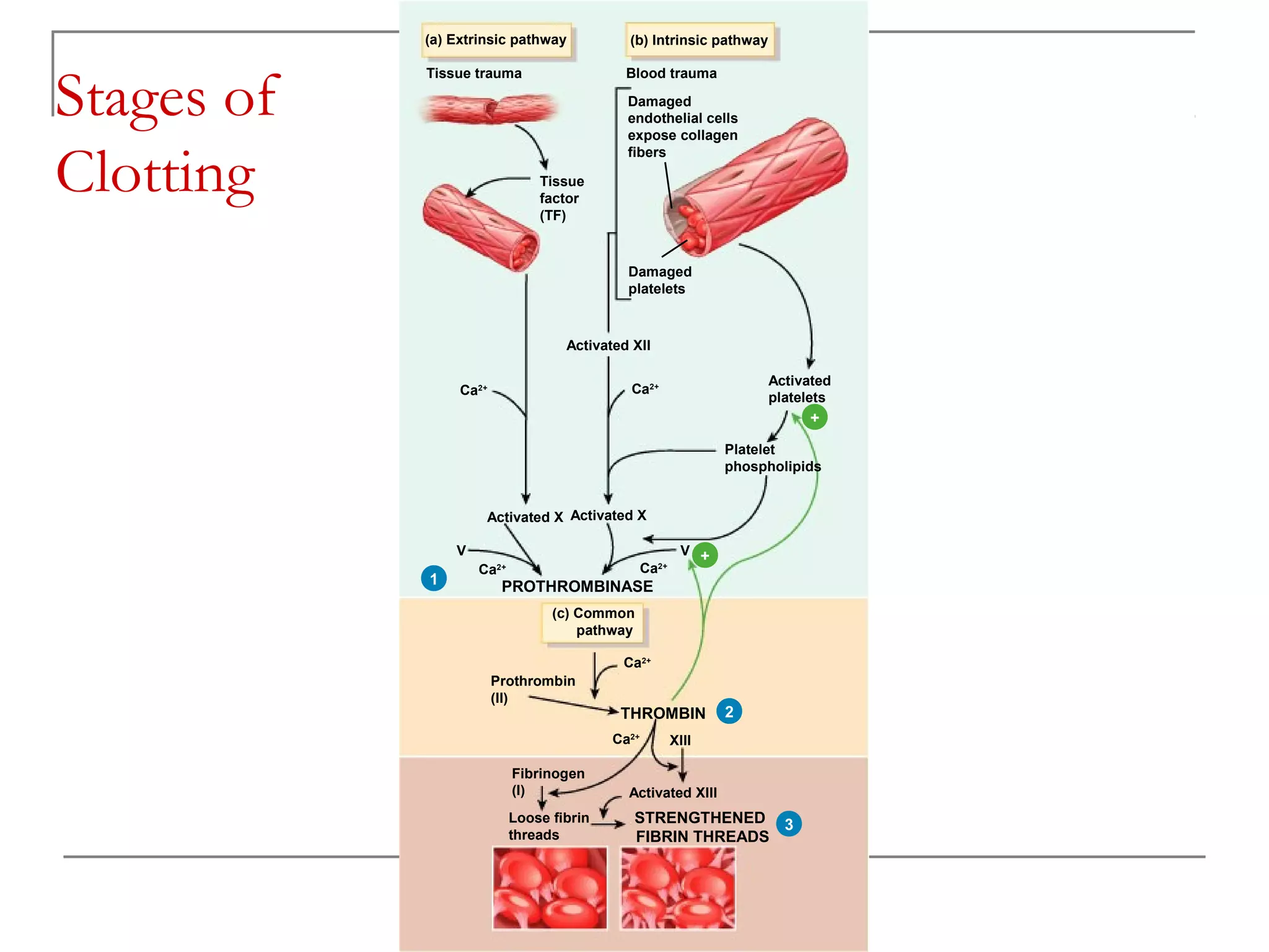 (a) Extrinsic pathway

Stages of
Clotting

Tissue trauma

(b) Intrinsic pathway
Blood trauma
Damaged
endothelial cells
expose collagen
fibers

Tissue
factor
(TF)

Damaged
platelets

Activated XII
Activated
platelets

Ca2+

Ca2+

+
Platelet
phospholipids
Activated X Activated X
V

1

Ca2+

Ca2+

V +

PROTHROMBINASE
(c) Common
pathway
Ca2+
Prothrombin
(II)

THROMBIN
Ca

2+

Fibrinogen
(I)
Loose fibrin
threads

2

XIII

Activated XIII

STRENGTHENED 3
FIBRIN THREADS

Copyright 2010, John Wiley & Sons, Inc.

 