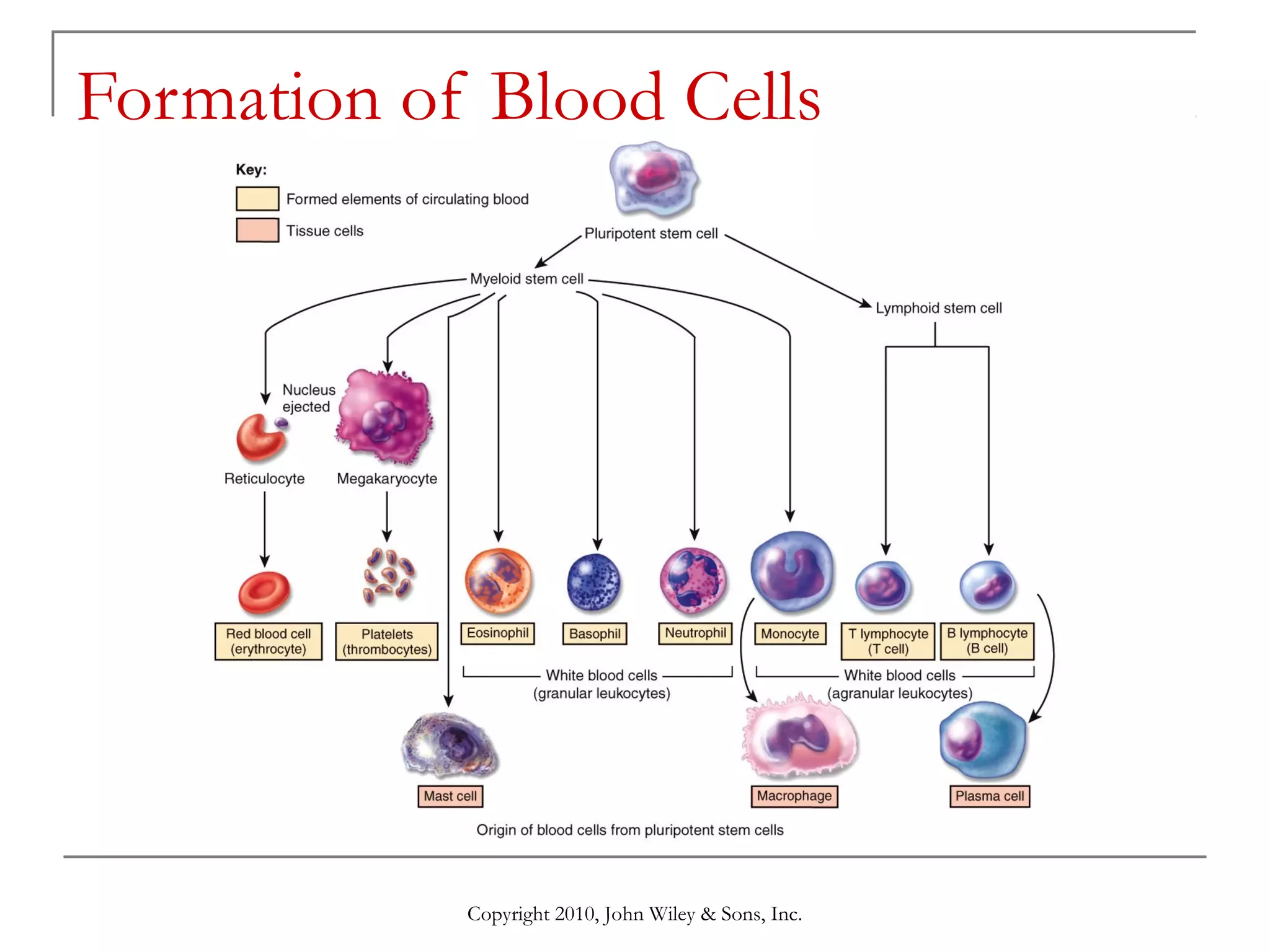 Formation of Blood Cells

Copyright 2010, John Wiley & Sons, Inc.

 