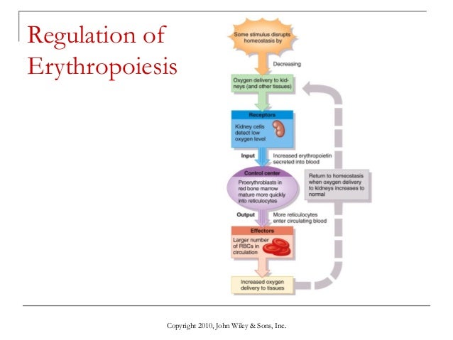 Image result for regulation of ERYTHROPOIESIS