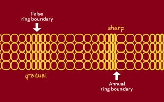 GEOG5839.06, The principle of cross dating | PDF