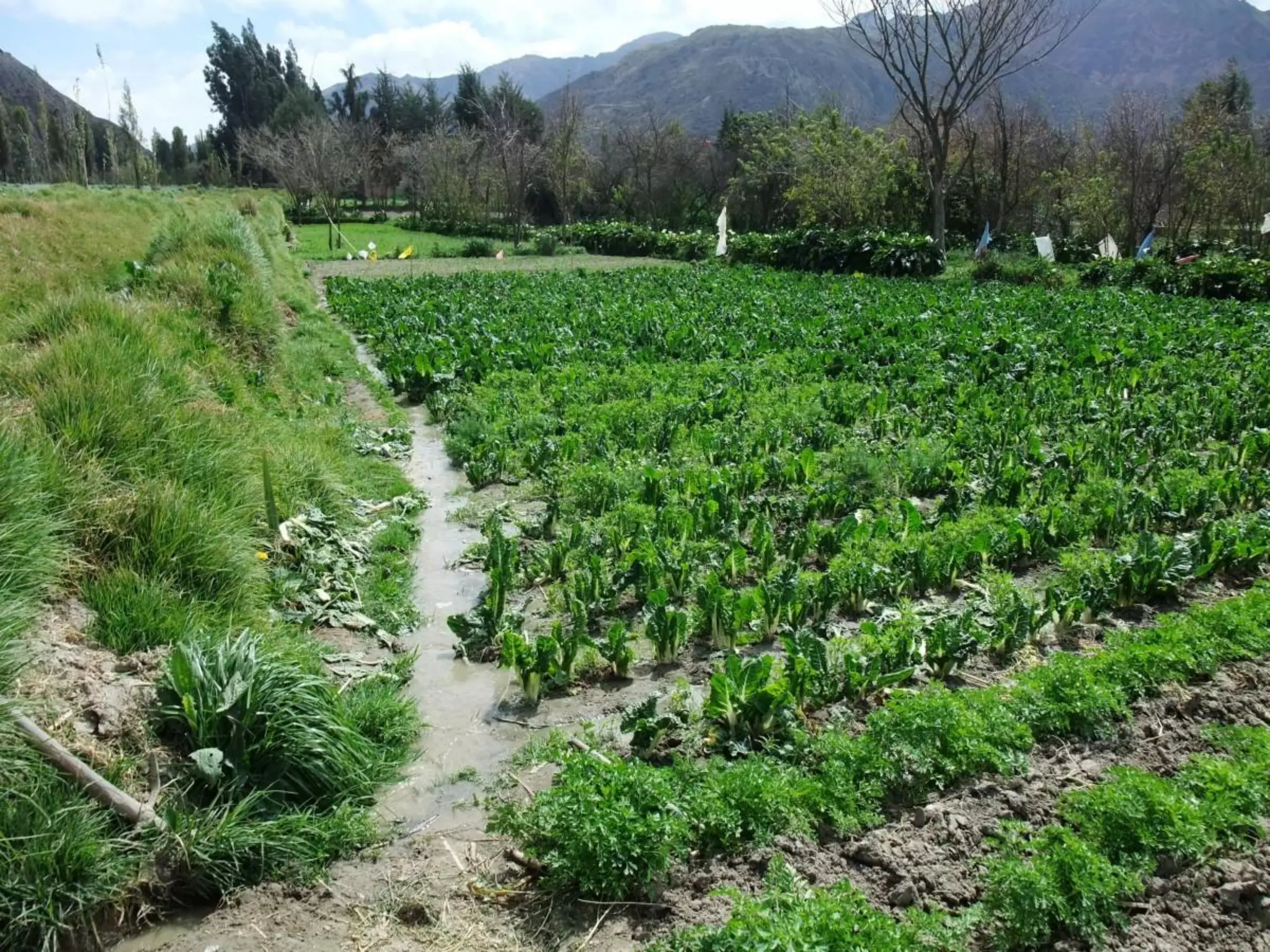 Wastewater reuse for agriculture
33
 