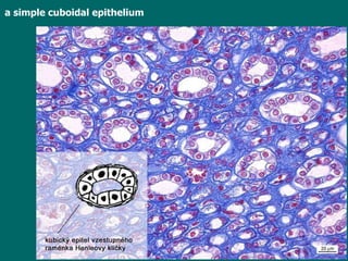 a simple cuboidal epithelium 