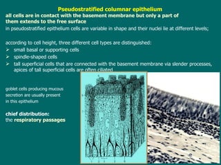 Pseudostratified columnar epithelium all cells are in contact with the basement membrane but only a part of them extends   to the free surface i n pseudostratified epithelium cells are variable in   shape  and their  nuclei  lie  at different levels ;  a ccording to cell height, three different cell types  are  distinguished: small basal or supporting cells spindle - shape d  cells  tall superficial cells  that  are connected with the basement membrane via slender processes , a pices of tall superficial cells are often ciliated goblet cells producing mucous  s ecretion are usually present in this epithelium chief distribution:  the  respiratory passages 