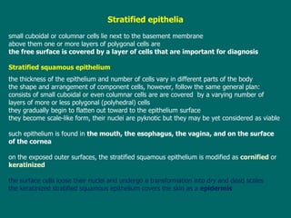Stratified epithelia small cuboidal or columnar cells lie next to the basement membrane above them  one or more layers of polygonal cells are the  free surface is covered by a layer of cells  that are important for diag n osis Stratified squamous epithelium the thickness  of the epithelium  and number of cells vary in different parts of the body the shape and arrangement of component cells, however, follow the same general plan : consists of small cuboidal or even columnar cells  are  are covered  by a varying number of  layers of more or less polygonal (polyhedral) cells  they  gradually begin to flatten out toward to the epithelium surface they become scale-like form, their nuclei are pyknotic but they may be yet considered as viable such  epithelium is found in  the mouth, the esophagus, the vagina, and on the surface of the cornea on the exposed outer surfaces , t he stratified squamous epithelium  is  modified as  cornified  or  keratinized t he surface cells loose their nuclei and undergo a transformation into dry and dead scales t he keratinized stratified squamous epithelium covers the skin as a  epidermis 