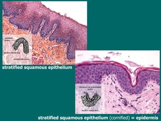 stratified squamous epithelium stratified squamous epithelium  (cornified)  = epidermis 