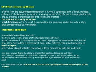 Stratified columnar epithelium it  differs f rom  the pseudostratified  epithelium  in having a continuous layer of small,   rounded  cells next to the basement membrane ,   a varying number (3-4) of more or   less polyhedral cells and by presence of  superficial cells  that are  tall and prismatic  the epithelium is truly stratified chief distribution :  the fornix of the conjunctiva ,  the cavernous part of the male urethra ,   large excretory ducts of some glands Transitional epithelium it  consists of several layers of cells t he basal cells are like those of stratified columnar epithelium a bove them there is a varying number of layers of polygonal  or pear-shaped  cells , t he cell layer at the free   surface is composed of large,  rather  flattened cells,  usually  described as dome shaped o ne of  dome shaped cell  often covers two or three pear-shaped cells  that  underl ie it cells   show  unusual degree the ability to change their position, sliding over each other w hen an organ is distended,  the epithelium is reduced to three or four layers and vice versa  (by organ   contraction the cells heap up  forming several layers between the basal and surface cells) chief distribution:  it covers  the mucosa of the excretory passages from the renal calyces  to the urethra 