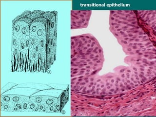 transitional epithelium 