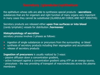 Secretory /glandular/epithelium the epithelium  whose  cells are able to synthesize special products -  secretions substances that are for organism and right function of many organs very important  in many cases they cannot be substituted (GLANDULAR CORDS AND NOT SHEATHS) Secretory products are released either  upon free surfaces or into blood  (rarely lymphatic) vessels for distribution  / hormones / Histophysiology of secretion s ecretory process in volves  3 phases as follows: ingestion of single substances or precursors from the surrounding  or blood synthesis of secretory products including their segregation and accumulation release of secretory products Ingestion of precursors  is usually realized by 3 ways: - passive diffusion down a concentration gradient, - active transport against a concentration gradient using ATP as an energy source, - pinocytosis - the way providing of transport of macromolecules across the plasma  membrane 