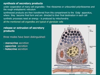 synthesis of secretory products   under cooperation of  many cell organelles  -  free ribosomes or unbounded polyribosomes and the rough endoplasmic reticulum s ynthesized products are then transferred from this compartment to the  Golgi  apparatus, where  they  become final form and are  directed to their final destination in each cell s ynthetic processes need an energy  -  is produced by mitochondria a ll the mentioned cell organelles are typical of glandular cells  release or extrusion of secretory products three  modes   have been distinguished: - merocrine  secretion  - apocrine   secretion  -  holocrine   secretion 