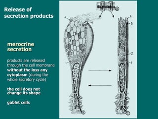 Release of secretion products merocrine secretion   products are released through the cell membrane  without the loss any cytoplasm  (during the whole secretory cycle ) the cell does not change  its shape goblet cells   
