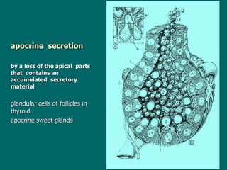 apocrine  secretion   by a loss of the apical  parts  that  contain s   an accumulated  secret ory  material   glandular cells of follicles in thyroid apocrine sweet glands 