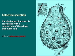 holocrine secretion the discharge of product is a ssociated with  a destruction of  the whole  glandular cells cells of  sebaceous glands 