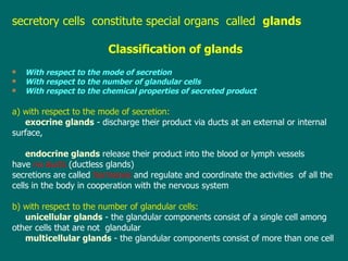 secretory  cells  constitute special organs  called  glands Classification of glands With respect to the mode of secretion With respect to the number of glandular cells With respect to the chemical properties of secreted product a) with respect to the mode of secretion: exocrine glands  - discharge their product via ducts at an external or internal surface, endocrine glands  release their product into the blood or lymph vessels have  no ducts  (ductless glands) secretions are called  hormones  and regulate and coordinate the activities  of all the cells in the body in cooperation with the nervous system b) with respect to the number of glandular cells: unicellular  glands   - the glandular components consist of a single cell among  other cells  t hat are not  glandular multicellular glands  - the glandular components consist of more than one cell 