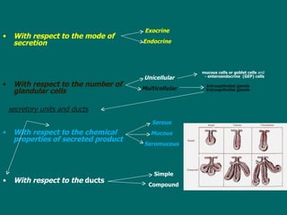 With respect to the mode of secretion With respect to the number of glandular cells With respect to the chemical properties of secreted product With respect to the  ducts Exocrine Endocrine Unicellular Multicellular Serous Mucous Seromucous Simple Compound mucous cells or goblet cells  and - enteroendocrine  (GEP) cells I ntraepithelial glands  E xtraepithelial glands   secretory units and ducts 