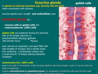 Exocrine glands or  glands of external secretion (eg. Directly into the GIT)   retain connections with surfaces exocrine glands occur as  uni - and multicellular  ones u nicellular glands   are -  mucous cells or goblet cells  and - enteroendocrine  (GEP) cells goblet  cells   are scattered among the columnar cells of the simple columnar or pseudostratified columnar  e pithelia c ells secrete mucin  Mucous e ach cell has an expanded, oval apex filled with  pale droplets of mucigen and a slender basal  end containing  a compressed nucleus and  a small amount  of deeply staining basophilic  cytoplasm enteroendocrine  (GEP) cells  occur  in the wall of  the stomach, small and large intestine, bile ducts (hepatic, cystic or common bile) and  islets of Langerhans produce  catecholamines or peptidehormones ; for visualization of endocrine cells were formerly used  impregnation techniques, recently is used TEM or immunohistochemistry  goblet cells 