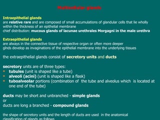 M ulticellular glands   I ntraepithelial glands  are  relative rare  and are composed of small accumulations of glandular cells that lie wholly within the thickness of an epithelial membrane chief distribution:  mucous glands of lacunae urethrales Morgagni in the male urethra E xtraepithelial glands   are always in the connective tissue of respective organ or often more deeper glnds  develop as invaginations of the epithelial membrane into the underlying tissues t he extraepithelial glands consist of  secretory units  and  ducts secretory  units are of three type s: tubules  (unit is shaped like a tube) alveoli (acini)  (unit is shaped like a flask) tuboalveolar  portions (combination of  the tube and alveolus which  is located at  one end of the tube)  ducts  may be short and unbranched -  simple glands or  ducts  are long a branched -  compound glands t he shape of secretory units and the length of ducts are used  in the anatomical  classification of glands as follows 
