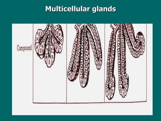 Multicellular glands 