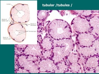 tubular /tubules / 