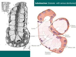 tubuloacinar / tubules  with serous demilunes / 