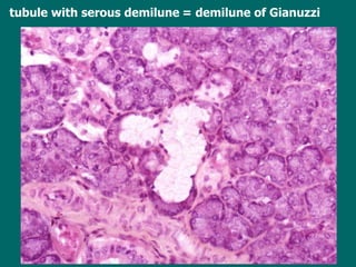 tubule with serous demilune   = demilune of Gianuzzi 