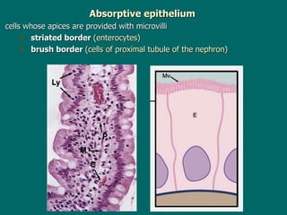 Absorptive epithelium cells whose apices are provided with microvilli striated border  (enterocytes) brush border  (cells of proximal tubule of the nephron) 