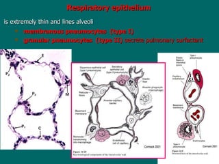 Respiratory   epithelium is extremely thin and lines alveoli   membranous pneumocytes  (type I) granular pneumocytes  (type II)  secrete pulmonary surfactant 