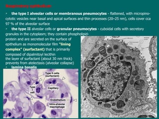 Respira tory  epit h el ium the type I alveolar cell s   or  membranous pneumocyte s   -  flattened, with micropino - cytotic vesicles near basal and apical surfaces  and thin processes ( 20–25 nm ), cells cover cca   97 %  of the alveolar surface the type II  alveolar cell s or  granular pneumocyte s  -  cuboidal cell s  with secretory  granules in  the  cytoplasm ; they  contain phospholipid- protein and are secreted on the surface of  epithelium as monomolecular film  "lining  complex" (surfactant)   that  is primarily  composed of dipalmitoyl lecithin t he layer of surfactant (about 30 nm thick) prevents from atelectasis (alveolar collapse) lamina basalis 