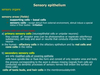 Sensory epithelium sensory organs   sensory areas (fields) supporting cells – basal cells sensory cells  -  receipt stimuli from external environment ,  stimuli induce a special  status  in their bodies  -   irritation s ensory cells are  of  two  type s: a)  primary sensory cells   ( neuroepithelial cells or unipolar neurons ) they consist  of  receptor area (can be photosensitive or registrate odoriferous substances), cell body and axon or neurite  that  conducts impulses to the next neuron i n the human  -  olfactory cells  in the olfactory epithelium and by  rod cells and cone cells  in the retina b)  secondary sensory cells   are only  modified cells of covering epithelia cells  have spindle-like or flask-like form and consist of only receptor area and body the process corresponding to the axon is always missing  (s ignals from cells are conducted via dendritic processes of sensory nerves  that  endon the surface of these cells ) cells of taste buds, and hair cells  in the membranouslabyrinth 