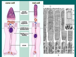 cone  cell  rod cell 