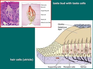 taste bud with taste cells hair cells (utricle) 